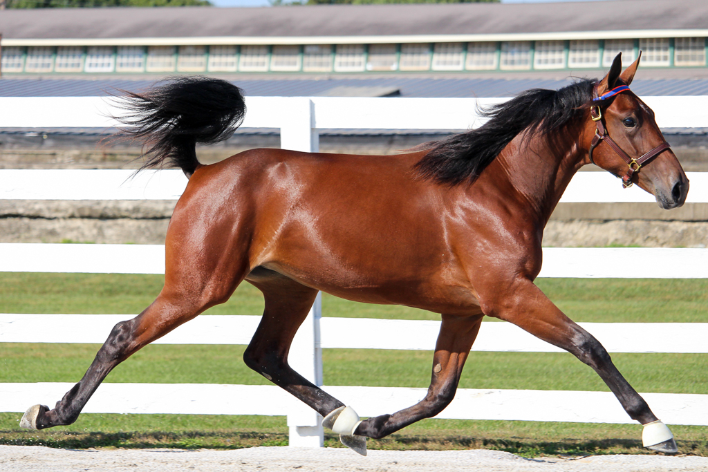 Harness Standardbred Horse Sale moves to Timonium as Hanover